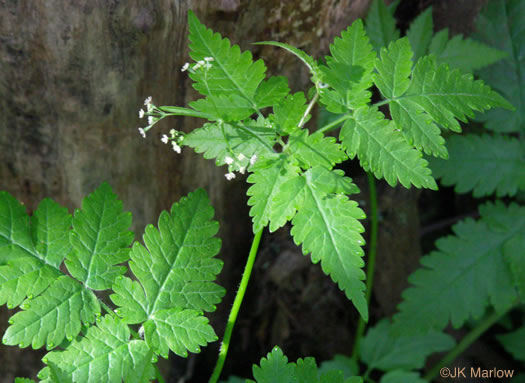 image of Osmorhiza claytonii, Bland Sweet Cicely, Hairy Sweet Cicely