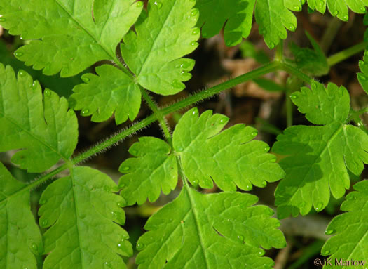 image of Osmorhiza claytonii, Bland Sweet Cicely, Hairy Sweet Cicely