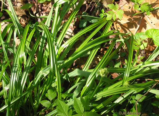 image of Camassia scilloides, Wild Hyacinth, Eastern Camas Lily, Quamash Lily