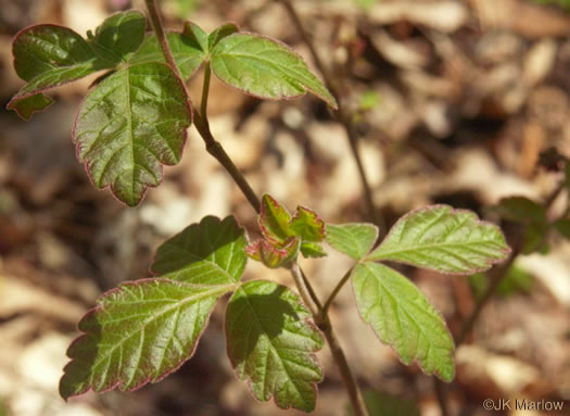 image of Rhus aromatica var. aromatica, Fragrant Sumac, Squawbush