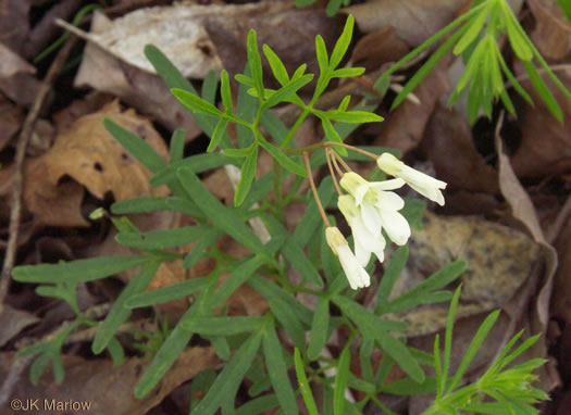 Cardamine dissecta, Dissected Toothwort, Fineleaf Toothwort, Forkleaf Toothwort