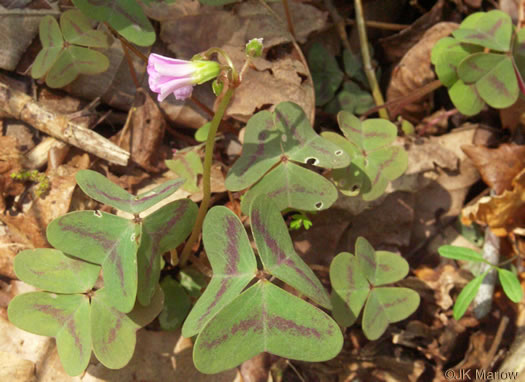 image of Oxalis violacea, Violet Wood-sorrel