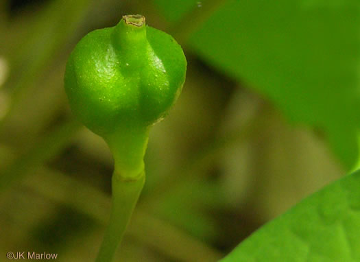 image of Jeffersonia diphylla, Twinleaf