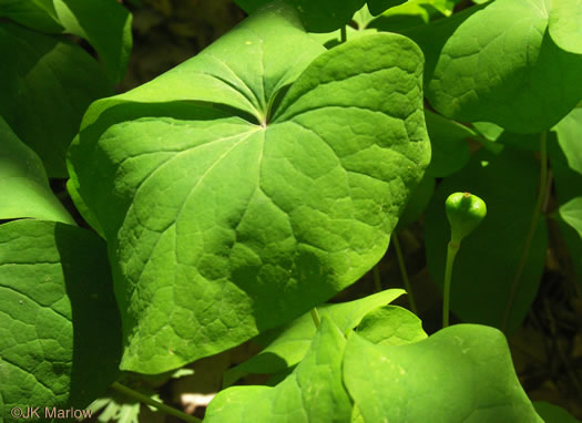 image of Jeffersonia diphylla, Twinleaf