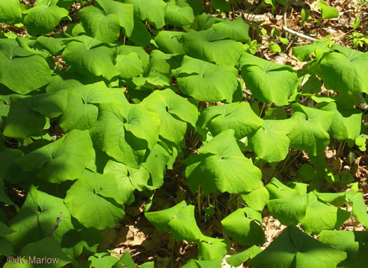 image of Jeffersonia diphylla, Twinleaf