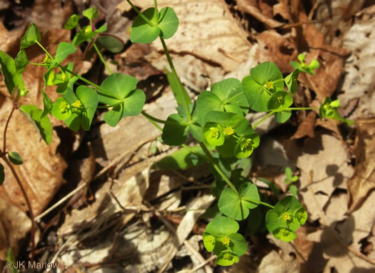 image of Euphorbia commutata, Woodland Spurge, Tinted Spurge, Wood Spurge