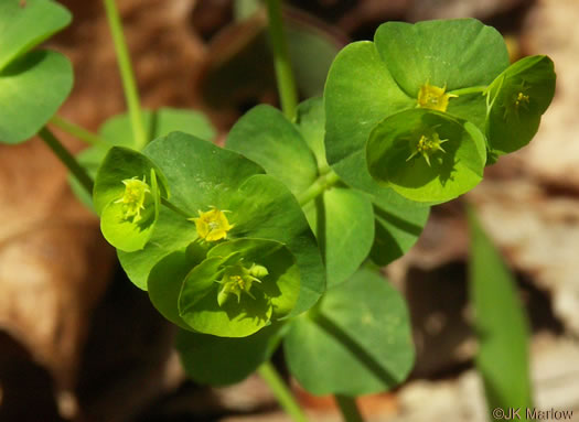 image of Euphorbia commutata, Woodland Spurge, Tinted Spurge, Wood Spurge