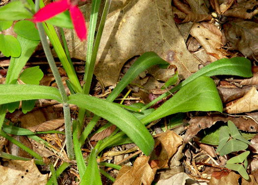 image of Silene virginica var. virginica, Fire-pink