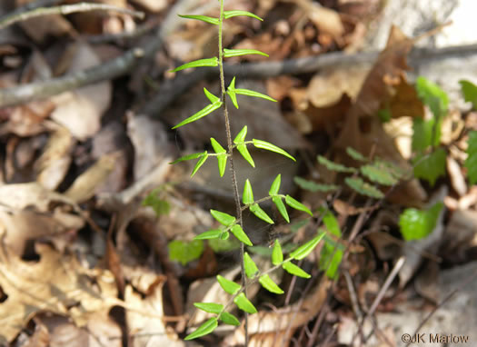 image of Pellaea atropurpurea, Purple Cliffbrake