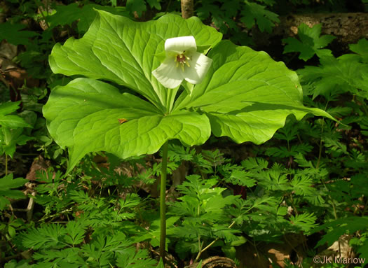 Trillium flexipes, Bent Trillium, Bent White Trillium, Bentstalk Trillium, Drooping Trillium