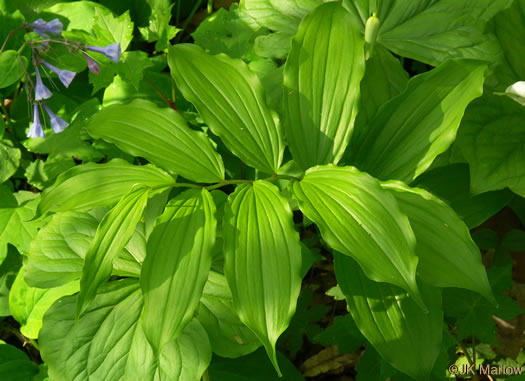 Maianthemum racemosum, False Solomon's Seal, Eastern Solomon's Plume, May-plume