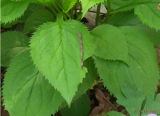 image of Solidago flexicaulis, Zigzag Goldenrod, Broadleaf Goldenrod