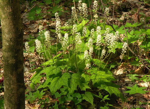 Tiarella wherryi, Wherry's Foamflower