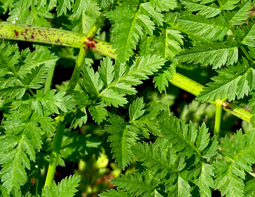 image of Conium maculatum, Poison-hemlock