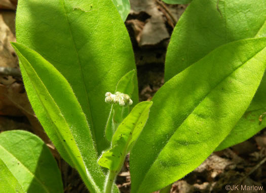 image of Andersonglossum virginianum, Southern Wild Comfrey, Southern Hound’s-tongue