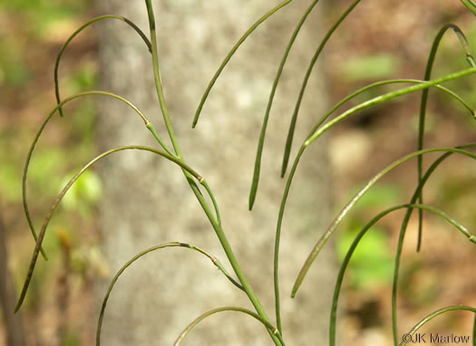 image of Borodinia laevigata, Common Smooth Rockcress