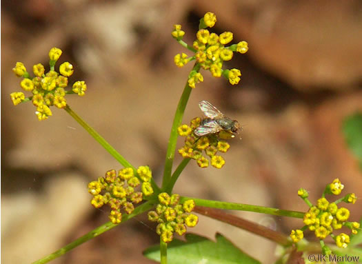 image of Zizia trifoliata, Mountain Golden-Alexanders