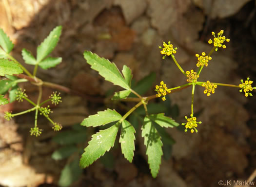 image of Zizia trifoliata, Mountain Golden-Alexanders