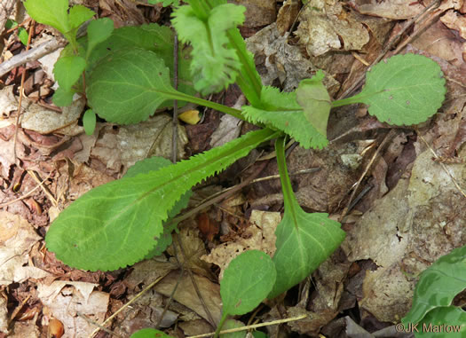 leaf or frond of Packera obovata, Roundleaf Ragwort, Roundleaf Groundsel, Spatulate-leaved Ragwort, Running Ragwort