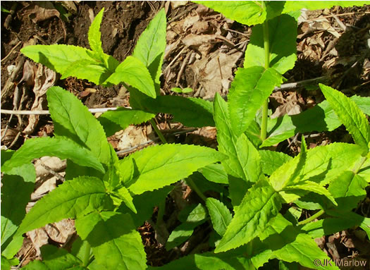 image of Penstemon smallii, Small's Beardtongue, Blue Ridge Beardtongue