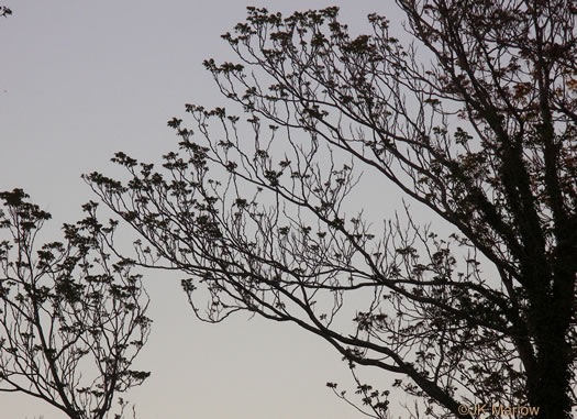 image of Ailanthus altissima, Ailanthus, Tree-of-heaven, Stink-tree