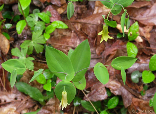 image of Uvularia perfoliata, Perfoliate Bellwort