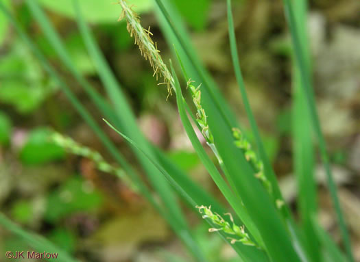 image of Carex radfordii, Radford's Sedge