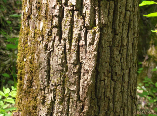 image of Juglans cinerea, Butternut, White Walnut