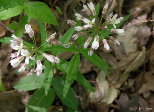 flower of Cardamine angustata, Eastern Slender Toothwort