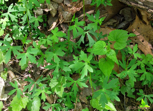 image of Aconitum uncinatum, Appalachian Blue Monkshood, Eastern Blue Monkshood