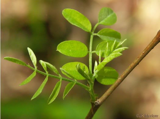 image of Amorpha glabra, Mountain Indigo-bush, Appalachian Indigo-bush, Mountain Indigo, Mountain False Indigo