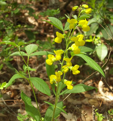 image of Thermopsis mollis, Appalachian Golden-banner, Allegheny Mountain Golden-banner, Bush Pea