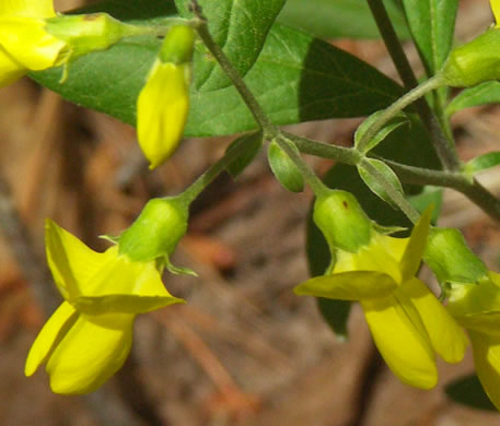 sepals or bracts of Thermopsis mollis, Appalachian Golden-banner, Allegheny Mountain Golden-banner, Bush Pea