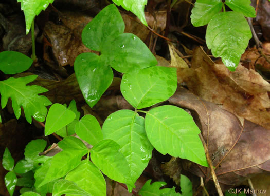 image of Toxicodendron radicans var. radicans, Eastern Poison Ivy