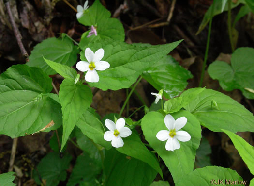 image of Viola canadensis, Canada Violet, Tall White Violet