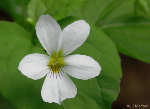 image of Viola canadensis, Canada Violet, Tall White Violet