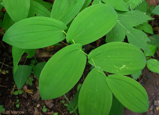 image of Uvularia perfoliata, Perfoliate Bellwort