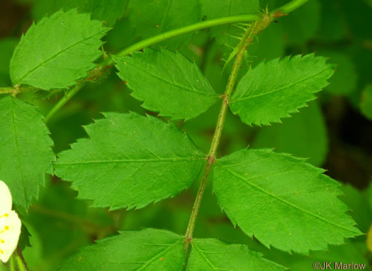 image of Rosa multiflora, Multiflora Rose