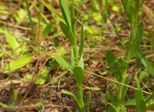 image of Polygala lutea, Orange Milkwort, Red-hot-poker, Candyroot, Yellow Bachelor's-buttons