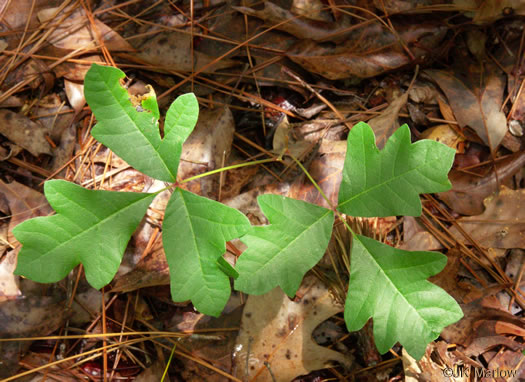image of Toxicodendron pubescens, Poison Oak, Southeastern Poison Oak