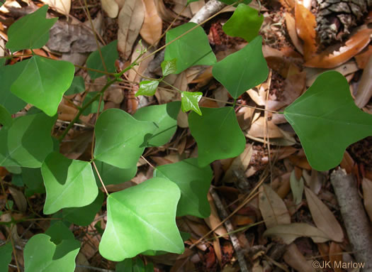 image of Erythrina herbacea, Coral-bean, Cardinal-spear