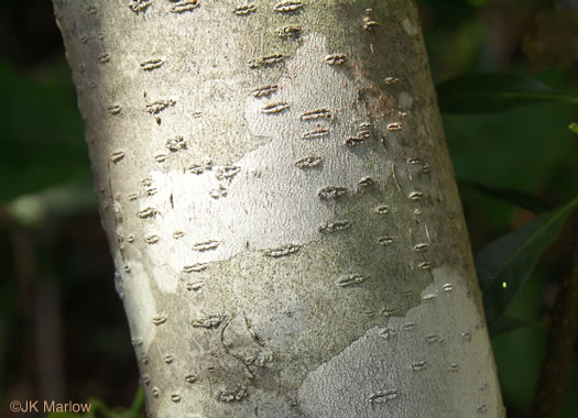 image of Morella cerifera, Common Wax-myrtle, Southern Bayberry