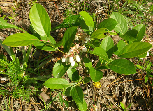 image of Lyonia mariana, Staggerbush, Large-flowered Fetterbush