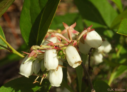 image of Lyonia mariana, Staggerbush, Large-flowered Fetterbush