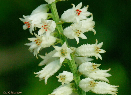 image of Aletris farinosa, Northern White Colicroot, Mealy Colicroot, Stargrass