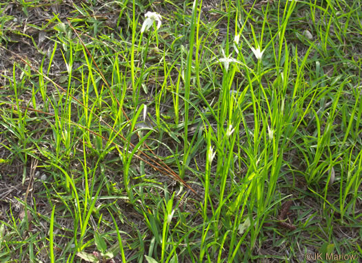 image of Rhynchospora colorata, Narrowleaf Whitetop Sedge, White-bracted Sedge, Starrush Whitetop Sedge