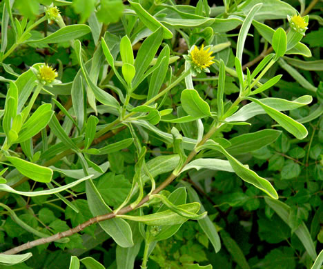 image of Borrichia frutescens, Silver Seaside Oxeye