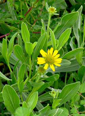 image of Borrichia frutescens, Silver Seaside Oxeye