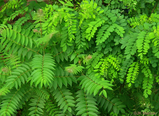 image of Ailanthus altissima, Ailanthus, Tree-of-heaven, Stink-tree