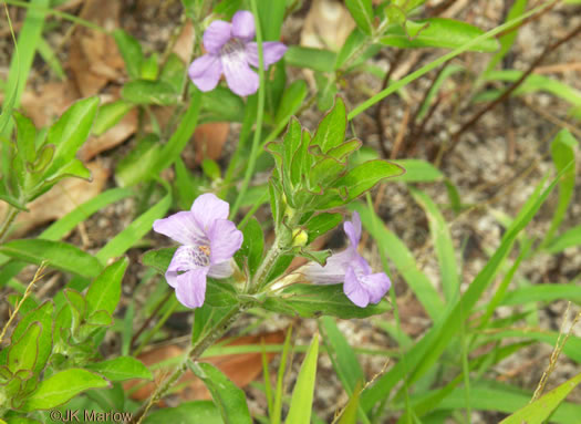 image of Dyschoriste oblongifolia, Blue Twinflower, Pineland Dyschoriste, Oblong Twinflower